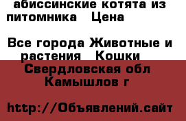 абиссинские котята из питомника › Цена ­ 15 000 - Все города Животные и растения » Кошки   . Свердловская обл.,Камышлов г.